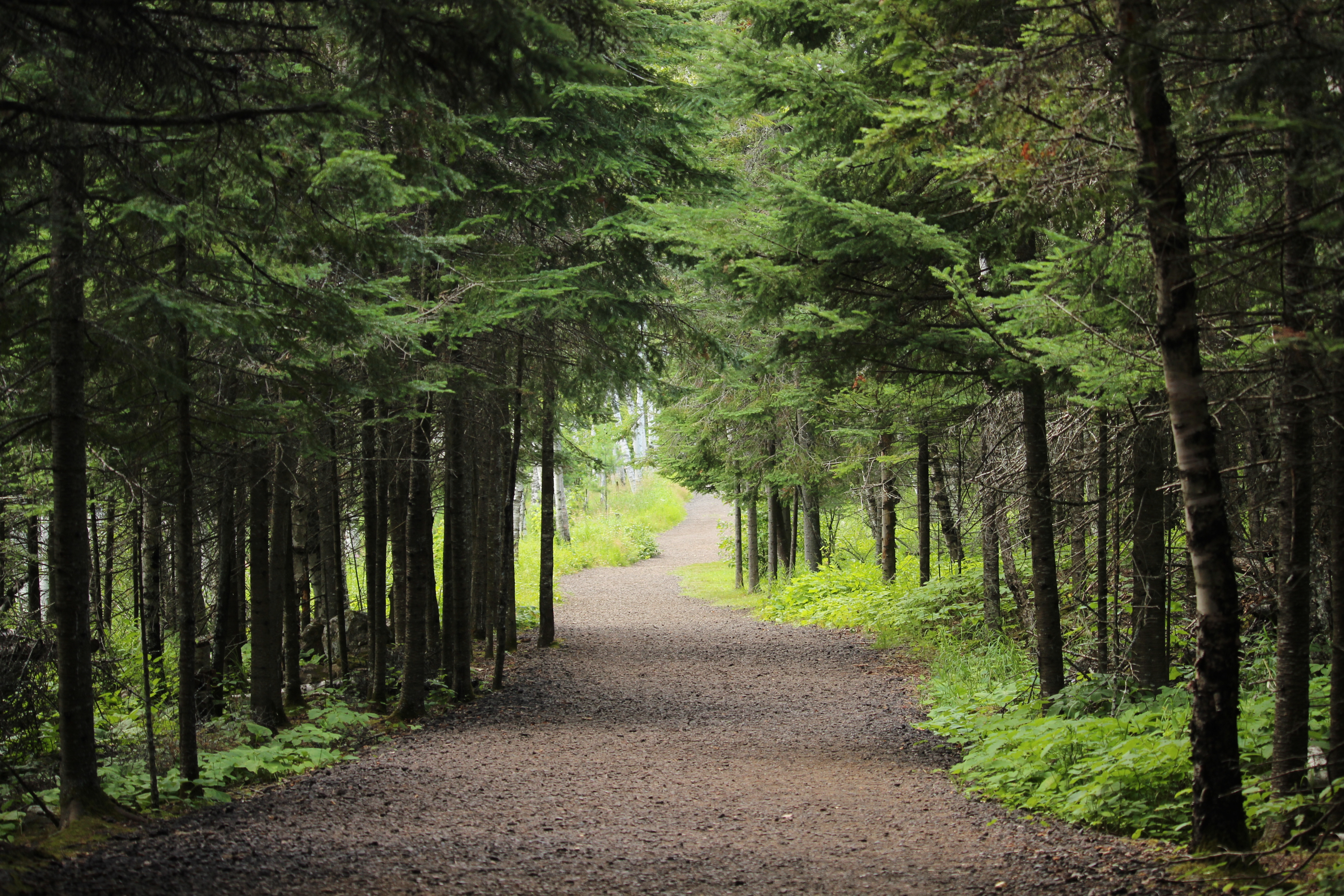  L’Arbre Vert s’engage pour le climat et la biodiversité aux côtés de Reforest’Action.